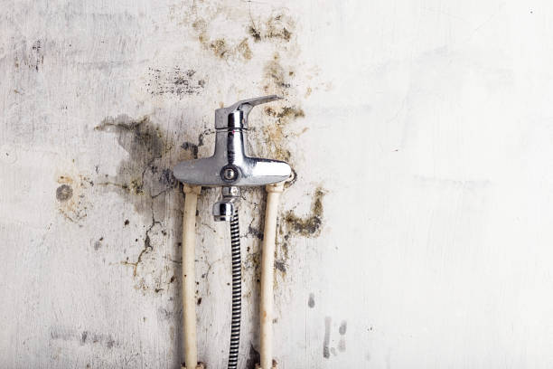 Best Affordable Mold Removal  in District Heights, MD