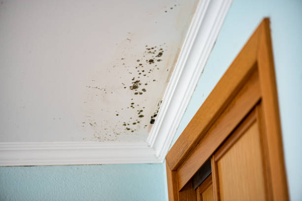 Best Toxic Mold Removal  in District Heights, MD