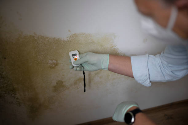 Best Best Mold Removal Companies  in District Heights, MD