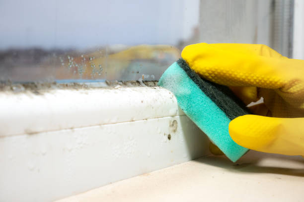 Best Attic Mold Removal  in District Heights, MD