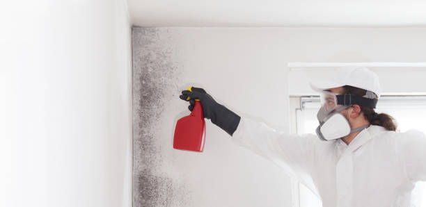 Best Residential Mold Removal  in District Heights, MD