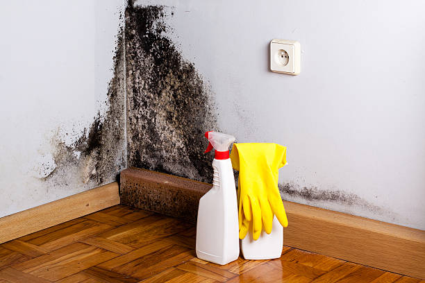 Best Mold Testing  in District Heights, MD