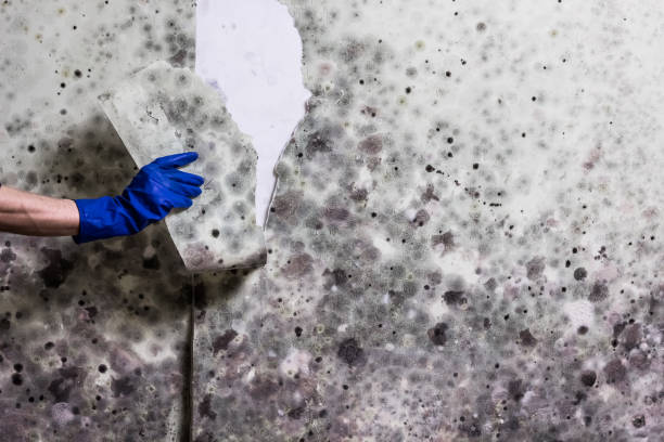 Best Professional Mold Removal  in District Heights, MD