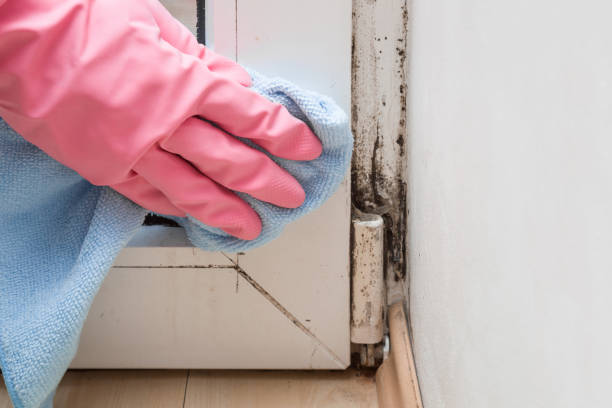 Best Mold Damage Repair  in District Heights, MD